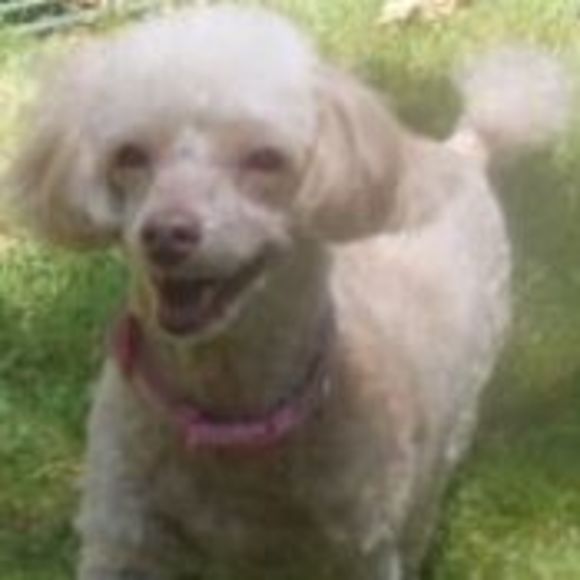 Meet your Posher, Chris - Picture 1 of 1